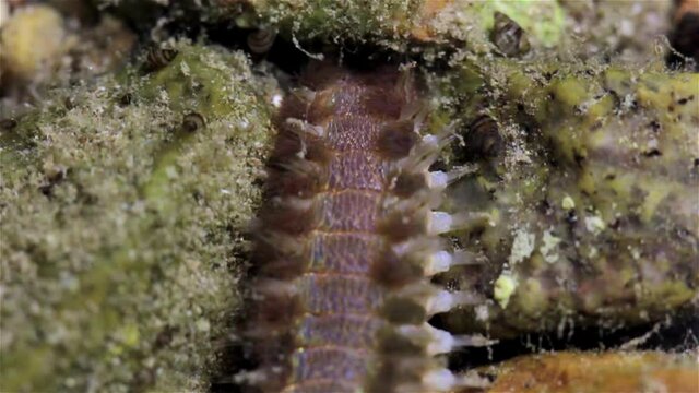 Bristle worm searching for food during low tide, Eilat, Israel, Close up shot