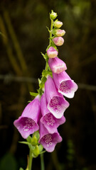pink and white orchids exotic flower  flora nature beauty delicated  © Daniela