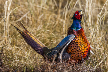 Fasan (Phasianus colchicus) Männchen