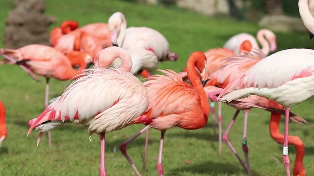 A group of flamingos stand in the sun, cleaning their feathers with the beak