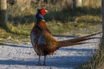 Fasan (Phasianus colchicus) Männchen