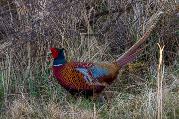 Fasan (Phasianus colchicus) Männchen