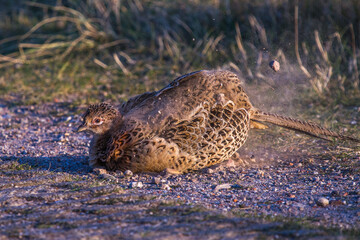 Fasan (Phasianus colchicus) Weibchen beim Staubbad