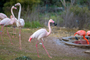 A group of flamindos standing on grass, blurred background