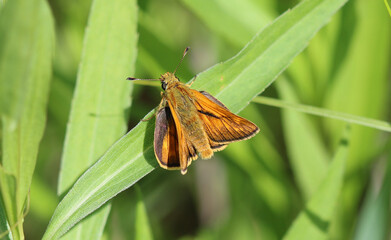 Rostfarbiger Dickkopffalter - 