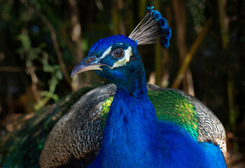 A Close up headshot of Peacock with dark blur background.