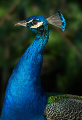 Naklejka premium A Close up headshot of Peacock with dark blur background.