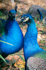 A Close up headshot of couple Peacock with blur background.