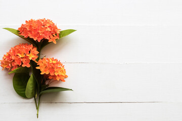 orange flowers spike flora of asia arrangement flat lay postcard style on background white