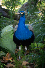 Obraz premium peacock with colorful feathers in the park.