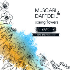 Background with Spring flawers, daffodils and muscaries. Detailed hand-drawn sketches.