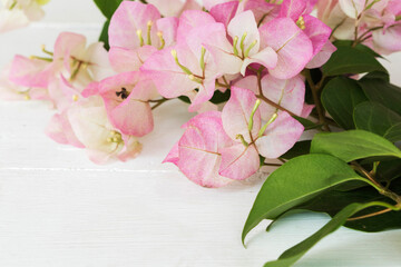 Fototapeta na wymiar bougainvillea pink flora local flowers of asia thailand arrangement flat lay postcard style on background white
