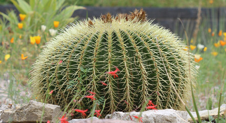 Goldkugelkaktus - Golden barrel cactus