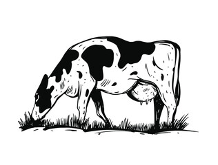 Hand drawn cow. Engraving style. Black and white vector illustration. Design for package, poster, print.