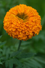 Indonesia Bali - Ubud Marigold Flower - Tagetes Close-up vertical
