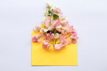 bougainvillea flora local flowers of asia  in yellow envelope arrangement flat lay postcard style on background white