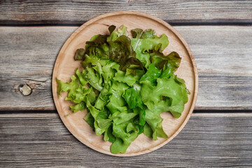 Mixed vegan salad Green, red oak and Romaine Lettuce on wooden plate.