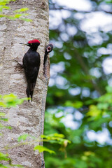 クマゲラの親子