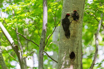 クマゲラの給餌