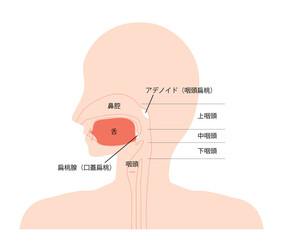 頭部　口腔内　矢状断　イラスト
