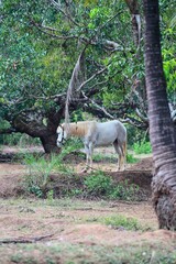 Fototapeta premium horse in the forest