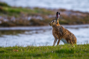 Feldhase (Lepus europaeus)