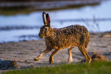 Feldhase (Lepus europaeus)