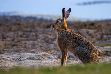 Feldhase (Lepus europaeus)