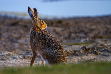 Feldhase (Lepus europaeus)