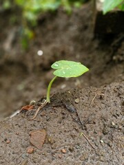 young green plant