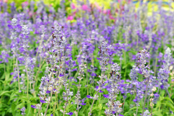 Naklejka premium Blue Salvia, Salvia farinacea blooming in the garden