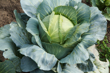 Obraz premium Fresh organic headed cabbage with leaves. Natural and safety food