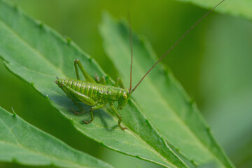 green grasshopper on a leaf