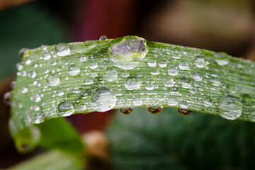 Dew drops on a leaf of grass.