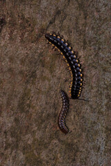 Yellow-spotted millipede, Harpaphe haydeniana, West Bengal, India