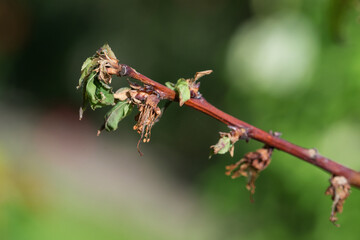 branch of the apricot fruit rot affected Monilia cinerea