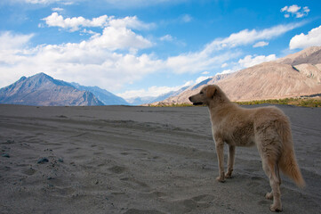 Dog in Nubra valley with mountain backdrop, Leh, Ladakh, India