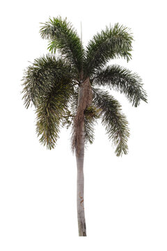 Beautiful green palm tree isolated on white background.