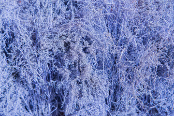 the texture of blue dried reeds for flower arranging