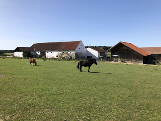 Pferde auf einer Farm in Deutschland