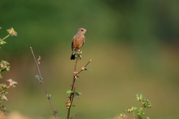 Pied bush chat, Saxicola caprata, Tadoba, Maharashtra, India
