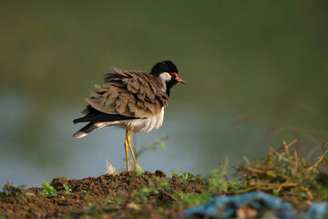 Shaking wings Red wattled lapwing, Vanellus indicus, Tadoba, Maharashtra, India