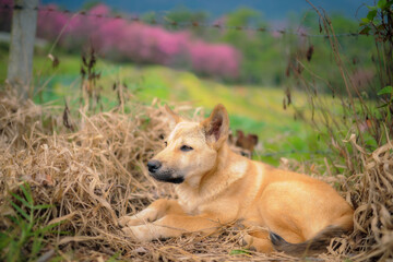 The dog is lying comfortable. On the brown grass, a beautiful backdrop of up-pink flowers.