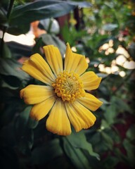 flowers in my yard