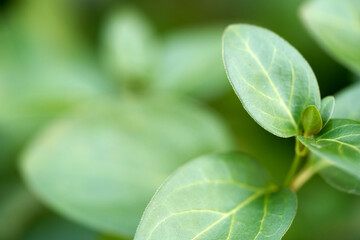 Macro shot leaves