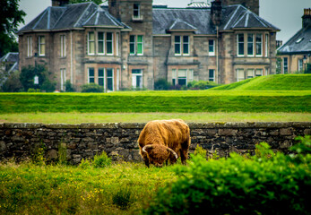 A highland coo grazing along in a field. 