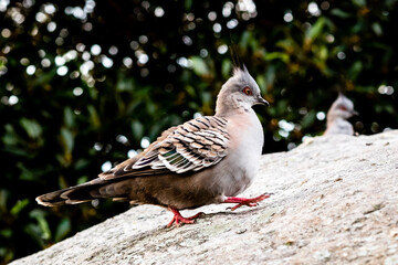 Fat  crested pigeons  found in Watson Bay