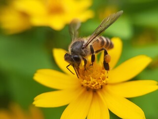 Honey bees are collecting pollen on yellow flowers. Bee on yellow flower on blurred background