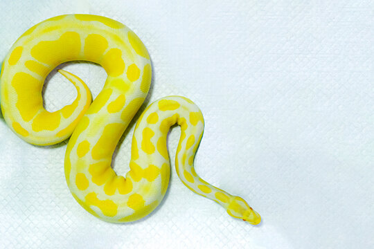 ball python on a brown wood color. Purple Albino Ball Python on white background.