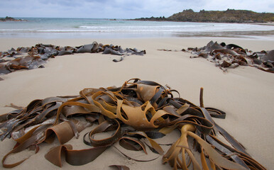 Kelp on a sandy beach in Tasmania © Chris Ison